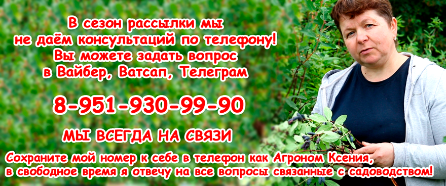 Особенности данного сорта